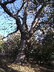 Castagno_di_Serra_Pizzuta - Castanea_sativa_201011121 002.jpg